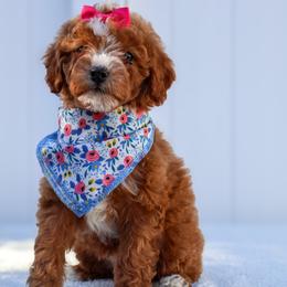 Sky - Red female Cavapoo puppy in Apopka, Florida from Rae Precious Puppies