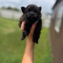 Duchess - Orange sable female Pomeranian puppy in Nashville, Arkansas from Cuddles n Curls