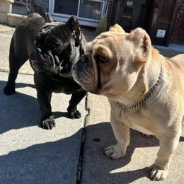 Shorty Bulls from YS Shorty Bulls
