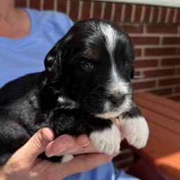 Bear - Tri-color male Bernedoodle puppy in Ferguson, North Carolina from Elevated Standards NC