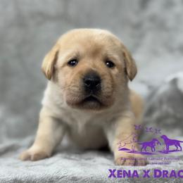 Dark purple - Yellow female Labrador Retriever puppy in Beaverdam, Virginia from Riverside Sunset Labrador Retrievers