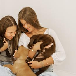 Labrador Retriever Puppies from UC Labradors LLC