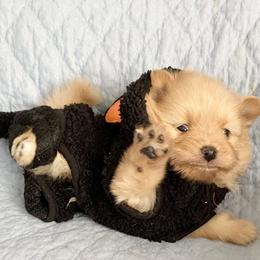 Pomeranian Puppies from Highlander Pomeranians