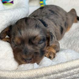 Quinn - Merle female Cavapoo puppy in Yuciapa, California from AlltheDoodlez_