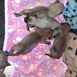 Fawn girl 2 - Fawn female Mastiff puppy in Uhrichsville, Ohio from Angela's Mastiffs
