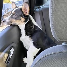 Pembroke Welsh Corgi Puppies from S7 Corgis and Chaos