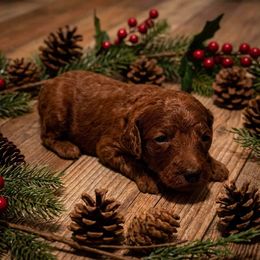 Girl 4 - Red  female Poodle puppy in Mc Henry, Illinois from Sunset Maple Poodles