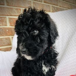 Boy 2 - Black and white Bernedoodle puppy in Jamestown, Tennessee from Yellow Cliff Doodles