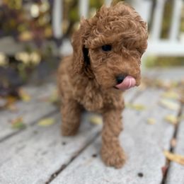 Buddy - Apricot male Poodle puppy in Bettendorf, Iowa from Red Door Poodles