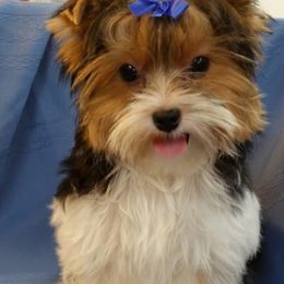 Yorkshire Terriers from Marler's Mini Yorkies