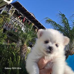 Girl 3 - female Pomeranian puppy in San Diego, California from Socalpoms