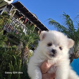 Girl 3 - female Pomeranian puppy in San Diego, California from Socalpoms