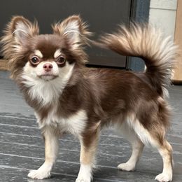 Ichigo - Chihuahua