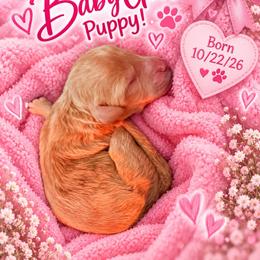 Girl 2 - Apricot female Goldendoodle puppy in Pawtucket, Rhode Island from Ds_minidoodles
