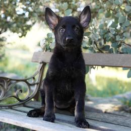 Mila - Sable female German Shepherd puppy in Coarsegold, California from Yosemite Shepherds