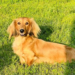Maya - Dachshund