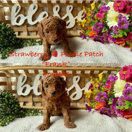 Frank - Red  male Poodle puppy in Boyes, Montana from Strawberry Poodle Patch