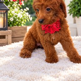 Teeny Aloha - Red  female Poodle puppy in Cape Coral, Florida from Ruby the poodle