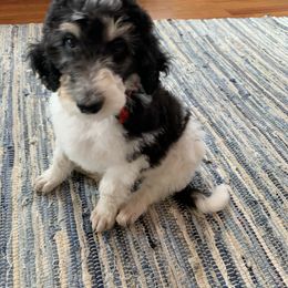 Bernedoodle and Poodle Puppies from Sunset Family Farm