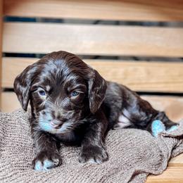Rye - Chocolate male Australian Labradoodle puppy in Decatur, Alabama from Southern Meadows Doodles