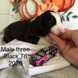 Black Tri BP3 - Black tri male Miniature American Shepherd puppy in Polo, Missouri from Fuzzbottom Miniature American Shepherd