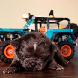 Honey - Silver female Pug puppy in Smiths Station, Alabama from Magnolia Pugs