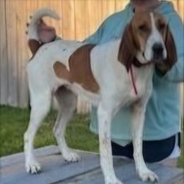 Red - American English Coonhound