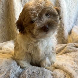 Ginger - Red sable female Havanese puppy in Starr, South Carolina from Home with Havanese