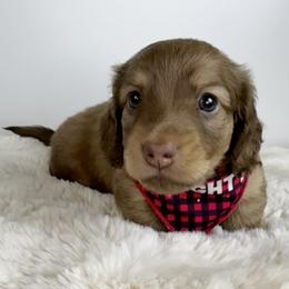 Dachshund Puppies from The Dach House