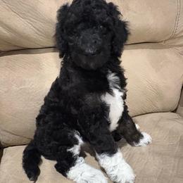 Beta - Parti female Poodle puppy in Troy, New Hampshire from SP Standard Poodles