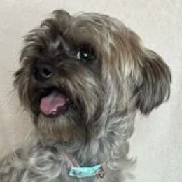 Pixie - Yorkshire Terrier