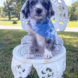 Bordoodle Puppies from The Weekend Farm