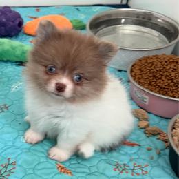Esme - Chocolate merle female Pomeranian puppy in Newport Beach, California from Exotic City Pomeranians and chihuahuas