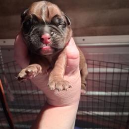 Girl 6 - Fawn female Boxer puppy in Pikeville, Kentucky from Boxers of Whispered Wishes