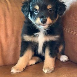 Toy Australian Shepherd Puppies from Kickapoo Creek Aussies