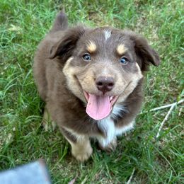 Fred Weasley - Red tri-color male Australian Shepherd puppy in Waddell, Arizona from Honey and Fig Farm