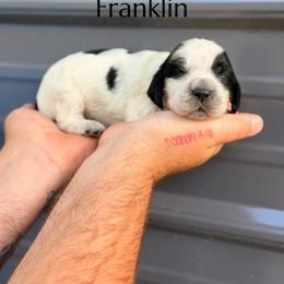 Franklin - Black and white male English Springer Spaniel puppy in Uvalda, Georgia from Willow Creek Farms