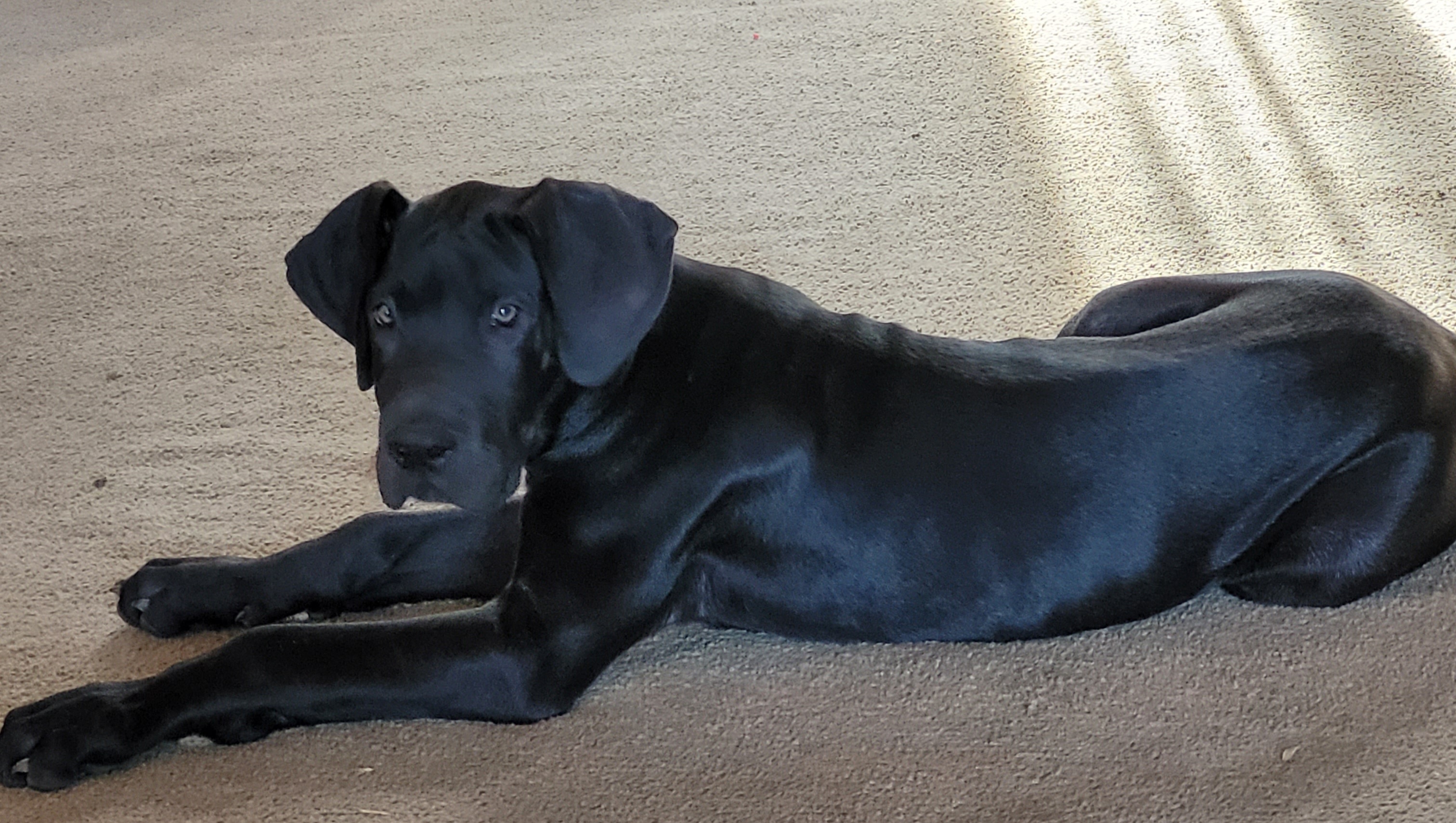 Boy 1 - Black Great Dane puppy in Gonzales, Louisiana from Anstatt House Of Danes