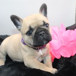 French Bulldog Puppies from Infinity Frenchies