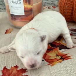 Sugar - White female Maltese puppy in Colonial Beach, Virginia from BeachRidge Pups