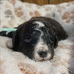 S'more - Black female Goldendoodle puppy in Pittsburg, Texas from Grace Springs Goldendoodles
