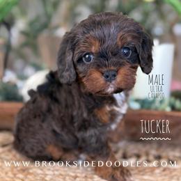 Tucker - Merle male Cavapoo puppy in Temecula, California from Brookside Bernedoodles