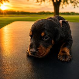 Pink girl - Black and rust female Doberman Pinscher puppy in Peru, Indiana from De luxe dobermans