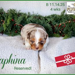 Seraphina - Red merle female Miniature Australian Shepherd puppy in Madisonville, Texas from Flying LL Aussies