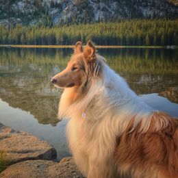 Collies from Donna's Collies