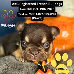 Leonard - Tricolors male French Bulldog puppy in Michigan from Fur Baby Farms