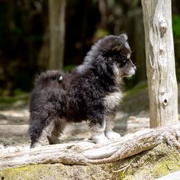 Pomsky Puppies from New World Pomskies