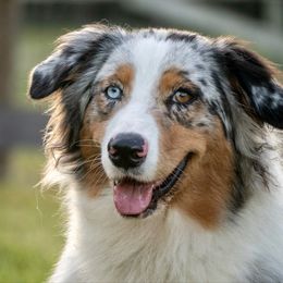 Oakley - Blue merle female Australian Shepherd puppy in Bethlehem, Georgia from CJ Farm and Kennels
