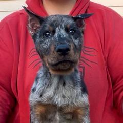 Kraken (Green collar) - Harlequin male Beauceron puppy in Waller, Texas from Côté Obscur