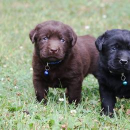 Labrador Retriever Puppies from Prebleridge Acres
